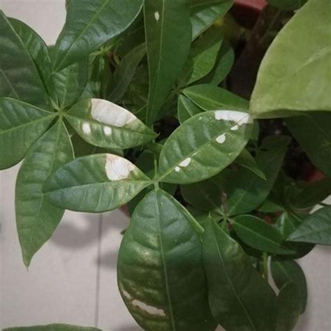 money tree white spots on leaves|money tree leaves turning white.